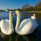 Illustration for article titled New York Wants To Kill All Of Its Invasive Swans